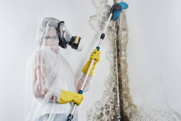 Best Post-Flood Mold Remediation in Pleasantville, NY