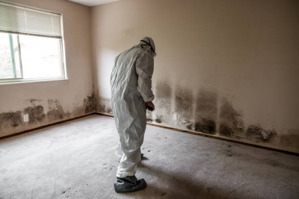 Best HVAC Mold Remediation in Pleasantville, NY