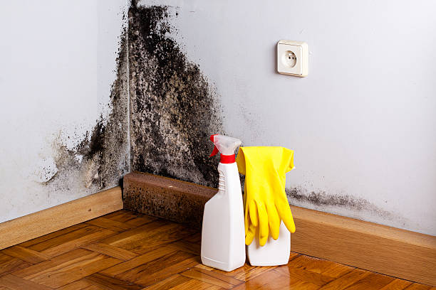 Best Residential Mold Remediation in Pleasantville, NY