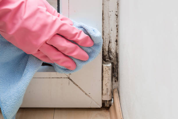 Best Bathroom Mold Remediation in Pleasantville, NY