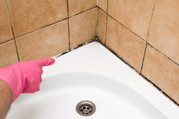 Best Mold Testing and Inspection Services in Pleasantville, NY